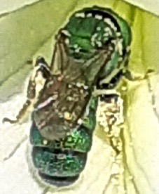 Emerald Small Carpenter bee (Ceratina smaragdula)